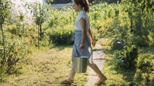 DIY fertilizer ideas to try out in your yard and garden