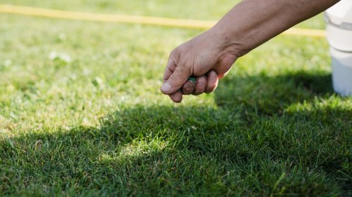 Ensure a full and lush lawn with these tips and advice