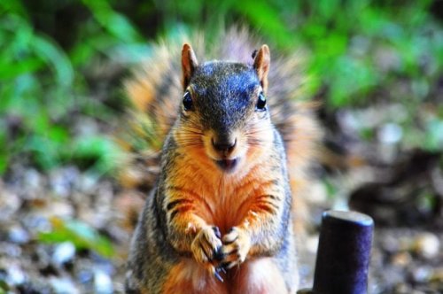 5 Types of Squirrels and How to Tell Them Apart