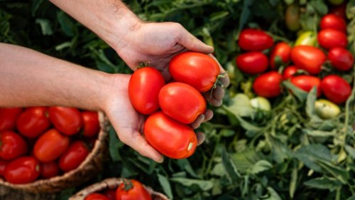U.S. withdraws from tomato trade agreement, paving way for increased tariffs