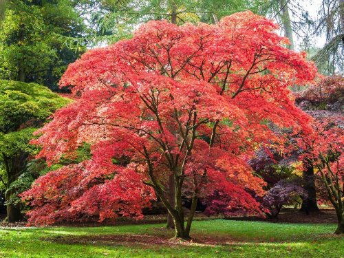 Your Ultimate Guide To Choosing Trees For Your Garden