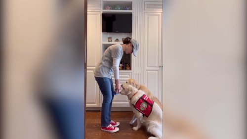 Meet the superhero allergen detection dog who sniffs out peanuts for her severely-allergic owner