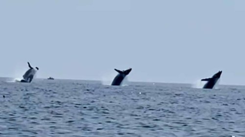 Watch Epic Moment Three Whales Breach in Unison