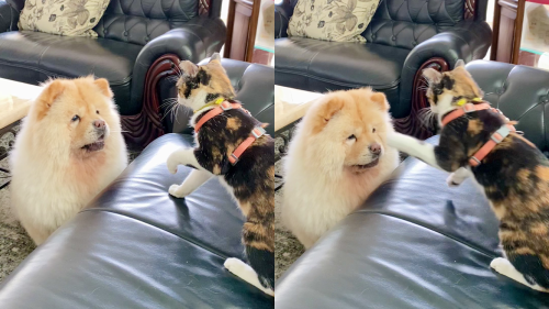 'Cute dog wants to play with her cat friend, gets punched in the face instead'
