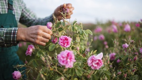 Gardening Hacks