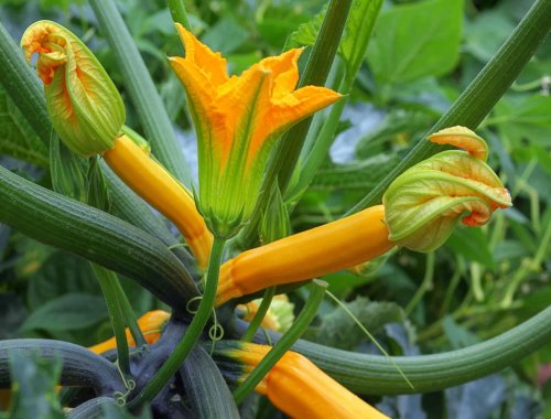 4 COMMON SQUASH GROWING PROBLEMS TO WATCH FOR