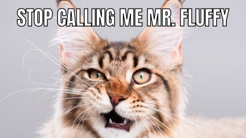 25 Funny Cat Memes to Brighten Your Day