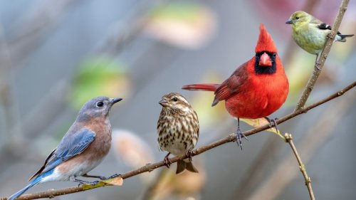 Keep Pests Away From Your Bird Feeder With These Ingredients