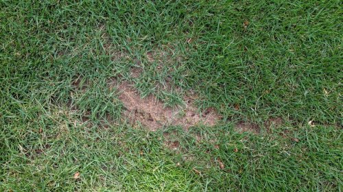 Clever tricks for fixing your patchy lawn 