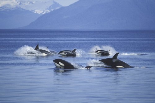 Humpback whales chasing orcas feels like a scene straight out of a movie