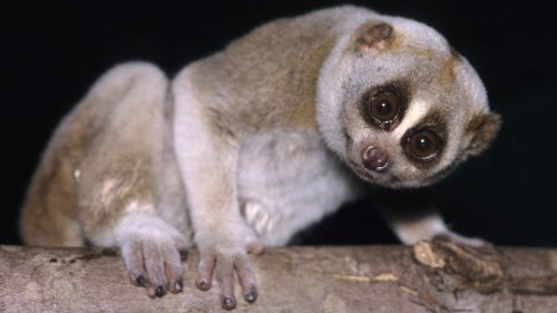 The Slow Loris and Four Other Peculiar Primates