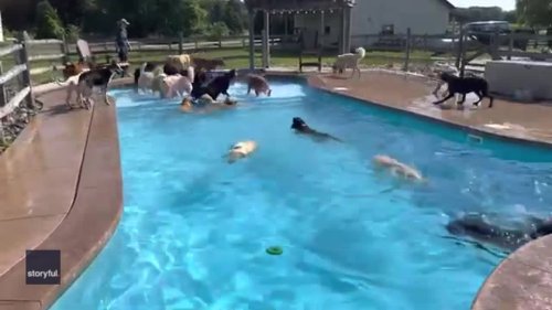 Dogs Battle the Heat With Chaotic Pool Party