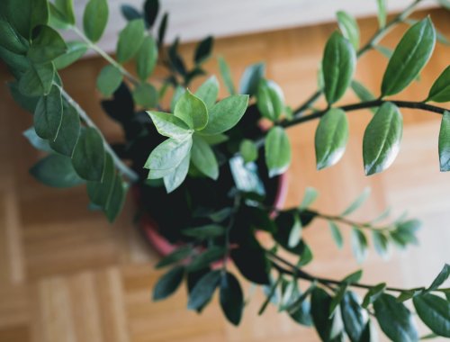 6 TALL LOW-LIGHT PLANTS FOR INDOORS