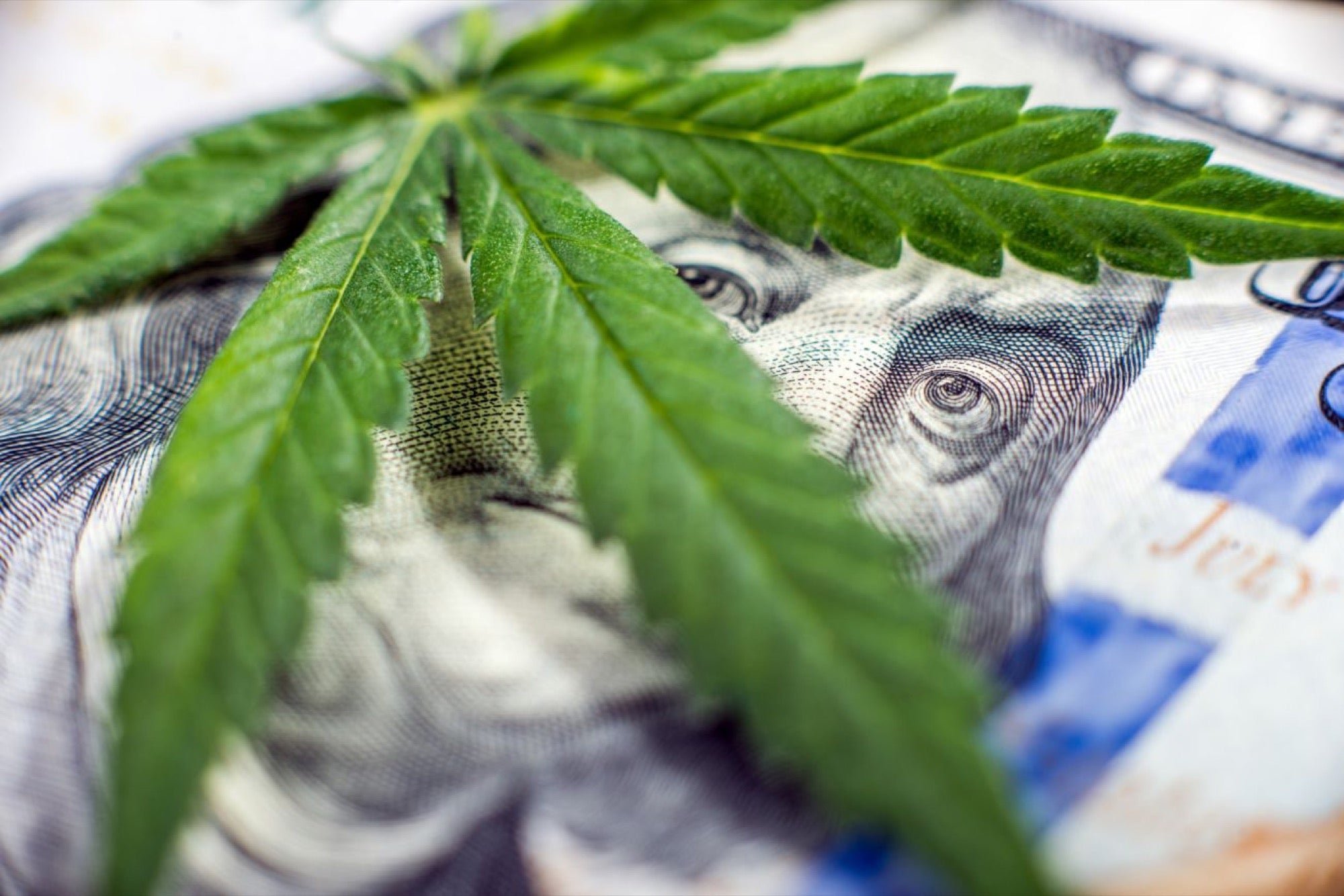 How to Start a Cannabis Business
