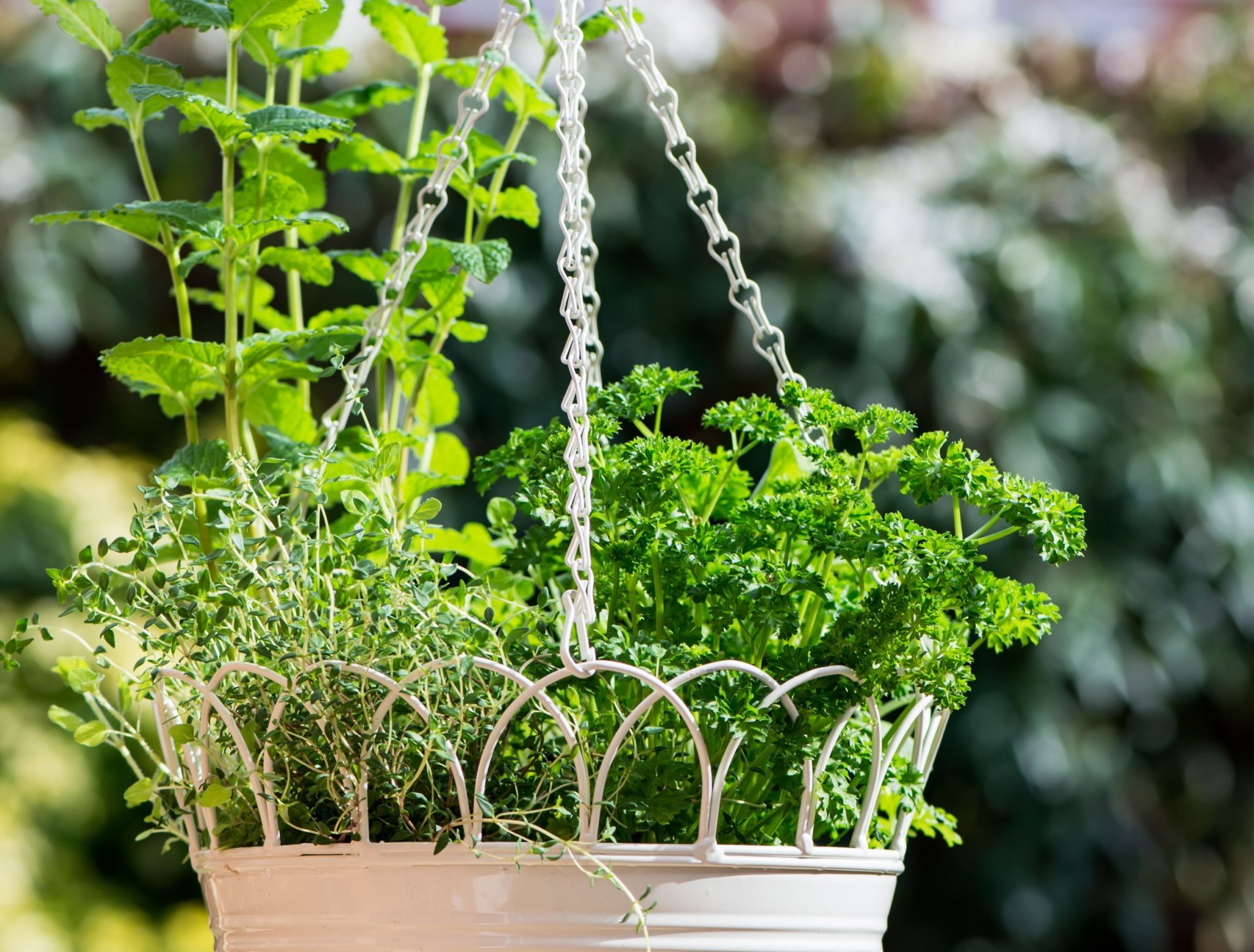 6 BEST HERBS FOR HANGING BASKETS