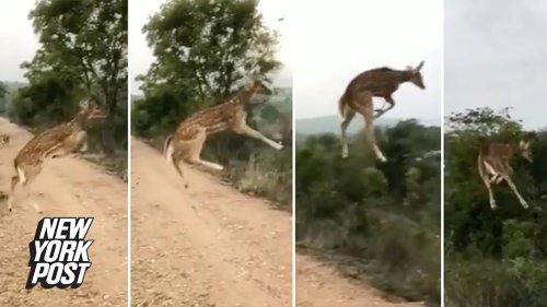 'Flying' deer stuns social media in jaw-dropping video