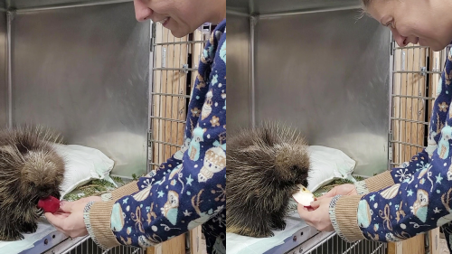 'Porcupine trying to hold and eat a big apple slice is the CUTEST thing you'll watch today'