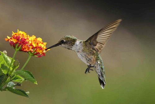 The Best Flowers for Pollinators