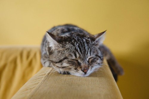PURR-FECT HOME: CAT-RELATED PROJECTS AND TIPS - cover