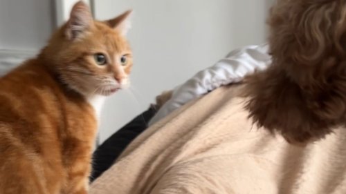 'This happens EVERY MORNING!' - Possessive cat & dog fight over owner's breakfast