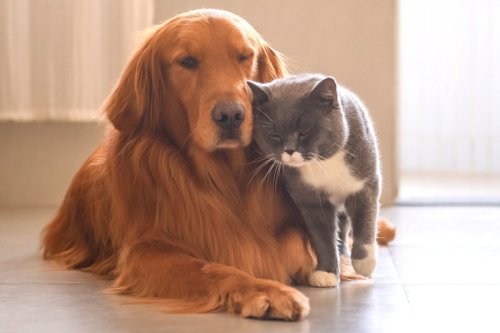 The Dog Breeds that Like Cats
