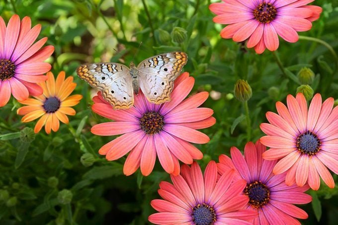How to Grow a Pollinator Garden