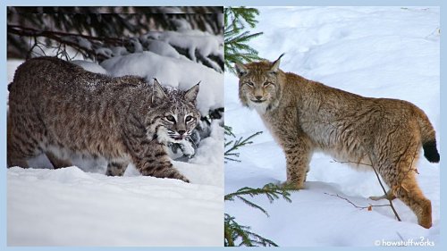 What's the Difference Between a Bobcat and a Lynx?