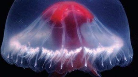 New Deep-Sea Jellyfish Species Discovered Off Japan's Coast
