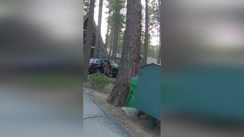 Moment grizzly bear trapped inside resident’s car freed by police
