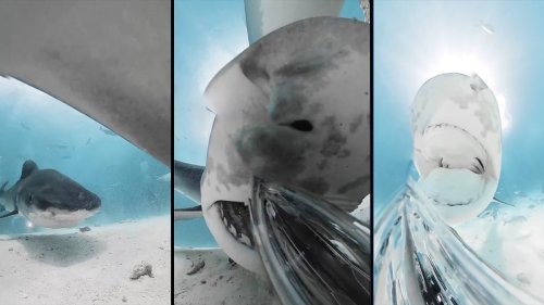Viral video captures shark eating the camera 