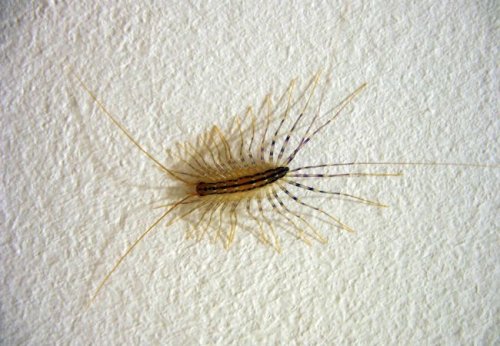 The Creepiest Pests Lurking in Your Home and How to Get Rid of Them
