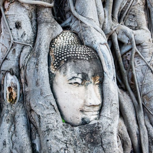The Enigmatic Buddha Head in the Bodhi Tree—A Symbol of Time’s Embrace