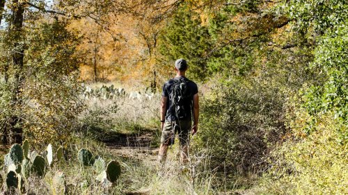 Dangerous plants to look out for across the US