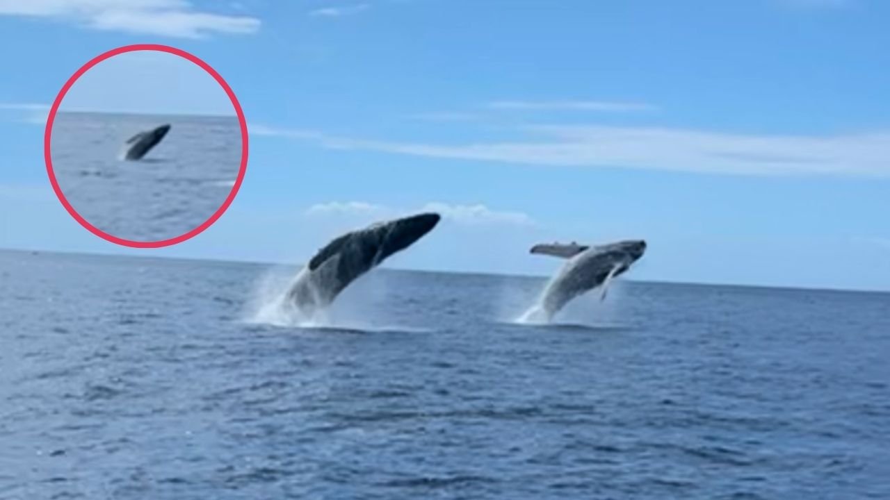 Humpback Whales Breach In Tandem Before Baby Copies Them | Wild-ish