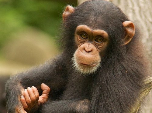 Chimpanzees Drum with Distinct Rhythms—A Glimpse into the Origins of Musicality