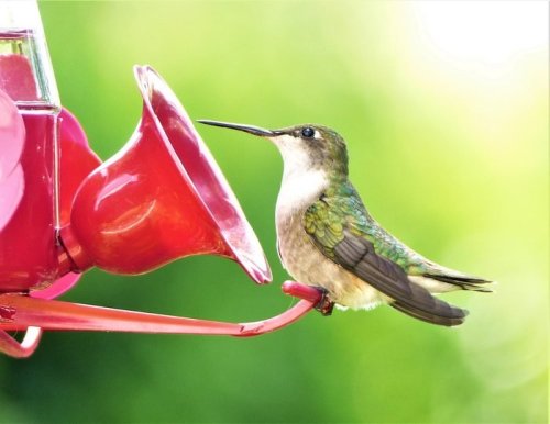 21 Frequently Asked Questions About Feeding Hummingbirds