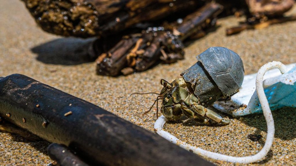 non political news Hermit Crabs Are Replacing Their Shells With Garbage unbiased news 