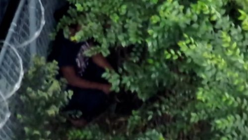 Suspect hides in tree in attempt to evade police