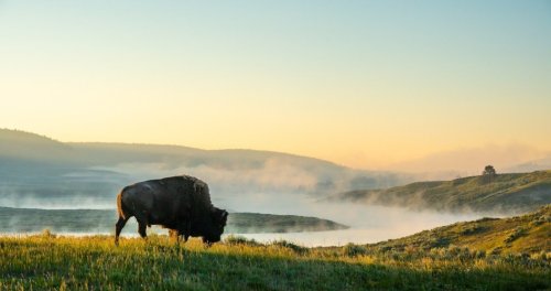 This didn't take long: Yellowstone has its first bison goring of the season