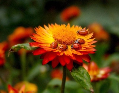 Fascinating Facts About Ladybugs