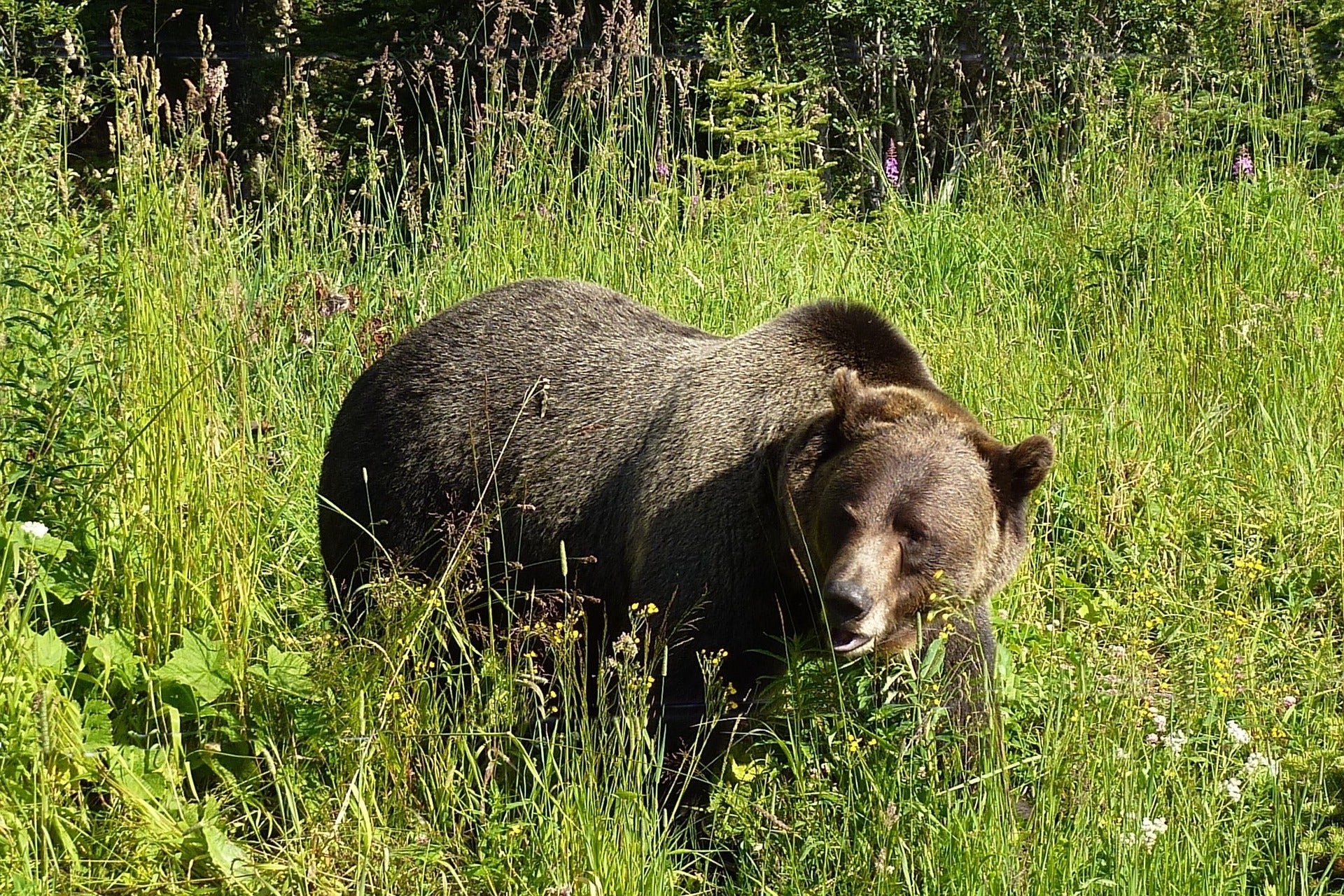 Lone man survives week of grizzly attacks before miraculous rescue