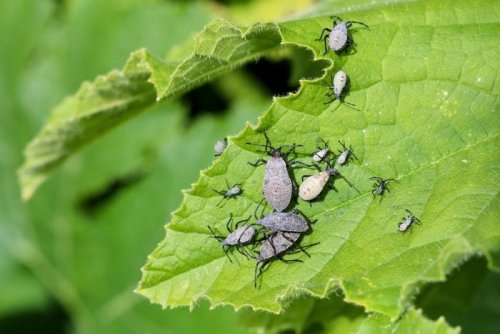 How to Keep Squash Bugs Out of Your Garden