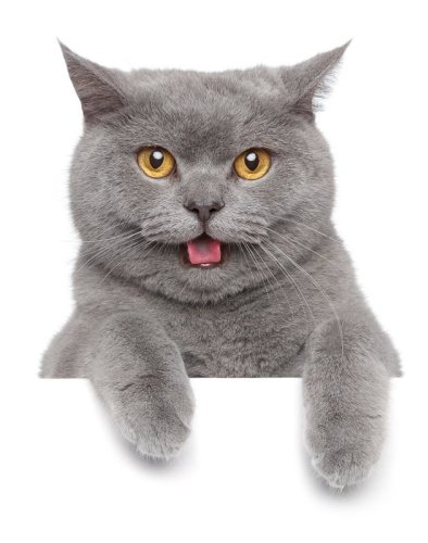 Most Friendly Cat Breeds - Did Your Cat Make the List?