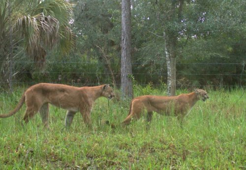 First-ever photos of mating Florida panthers caught on camera 