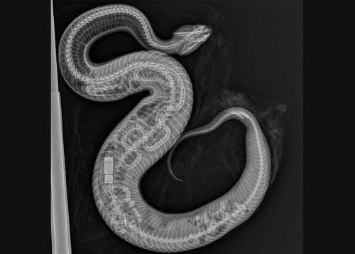 A cottonmouth ate a python, and the X-ray contained an extra surprise