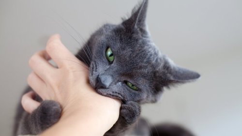This Is Why Your Cat Likes To Bite You When You Pet Them