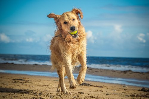 This one's for the dogs! Where you should travel with your furry friends