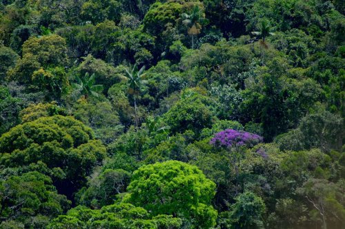 Tag der Tropenwälder