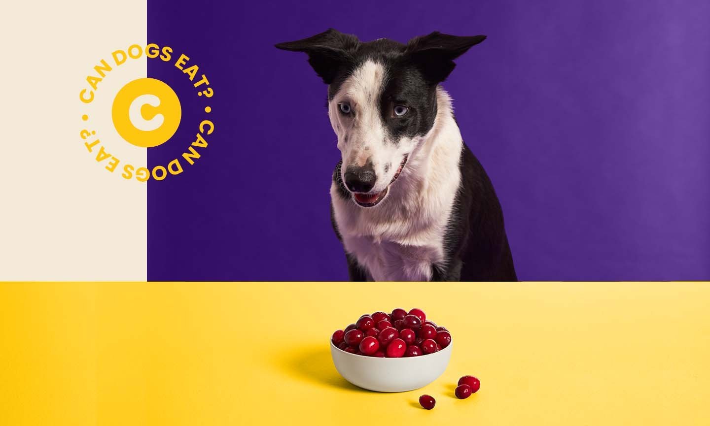 Can Dogs Eat Cranberries? Everything You Need to Know