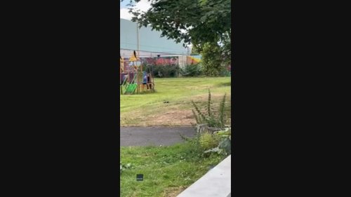 Dog Spotted Playing on Zip Line at Dublin Park